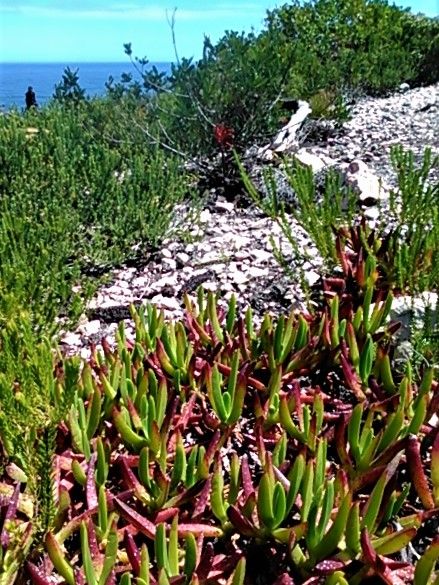 Indigenous succulent plants that even have an edible fruit of sorts