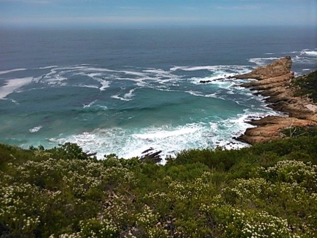 Indigenous Fynbos vegetation on the cliff tops where Africa meets the Indian ocean on its southernmost coast.