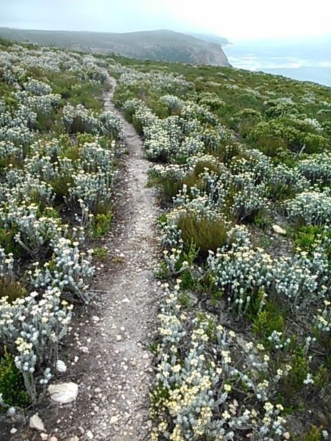 Part of the Robberg Coastal Corridor hiking trail maintained by the ecology team.