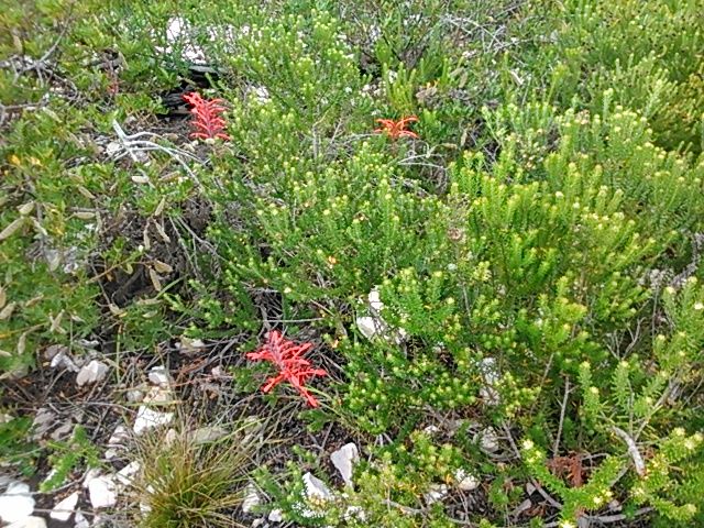 Some samples of the local indigenous vegetation up close.