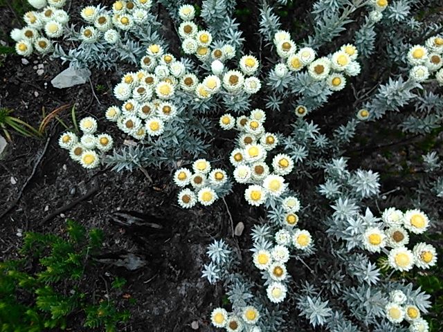 Another sample of the curious Fynbos floral species so prolific here on this shoreline.