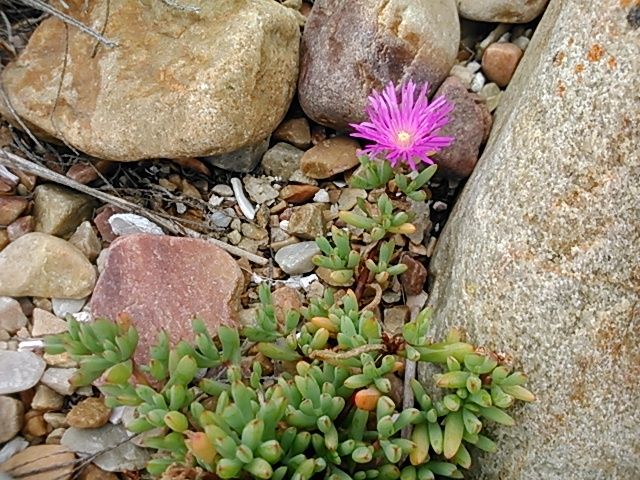 Tenacious little succulents make up part of the Fynbos Floral Kingdom.