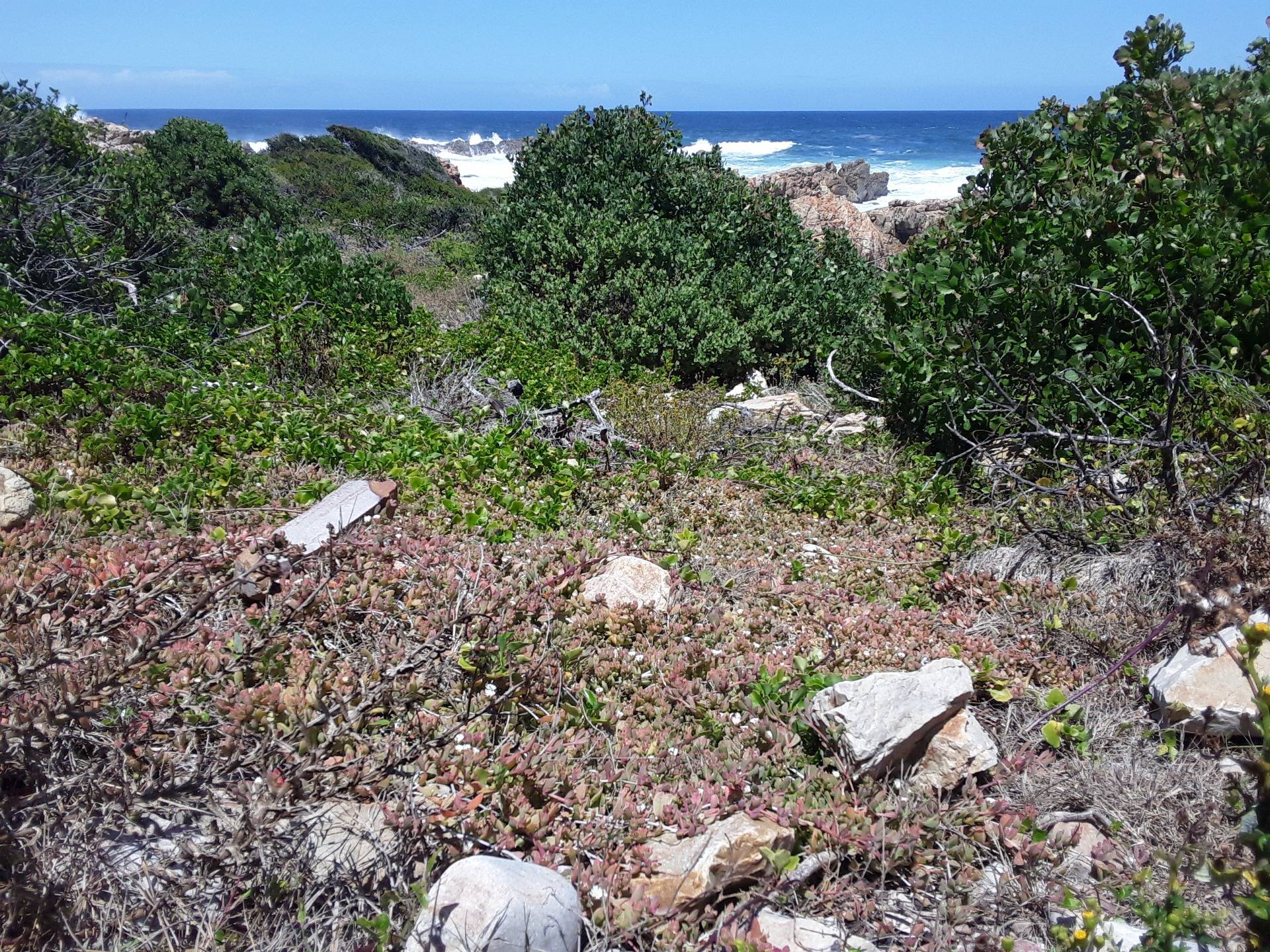 Indigenous vegetation growing right up to the shoreline