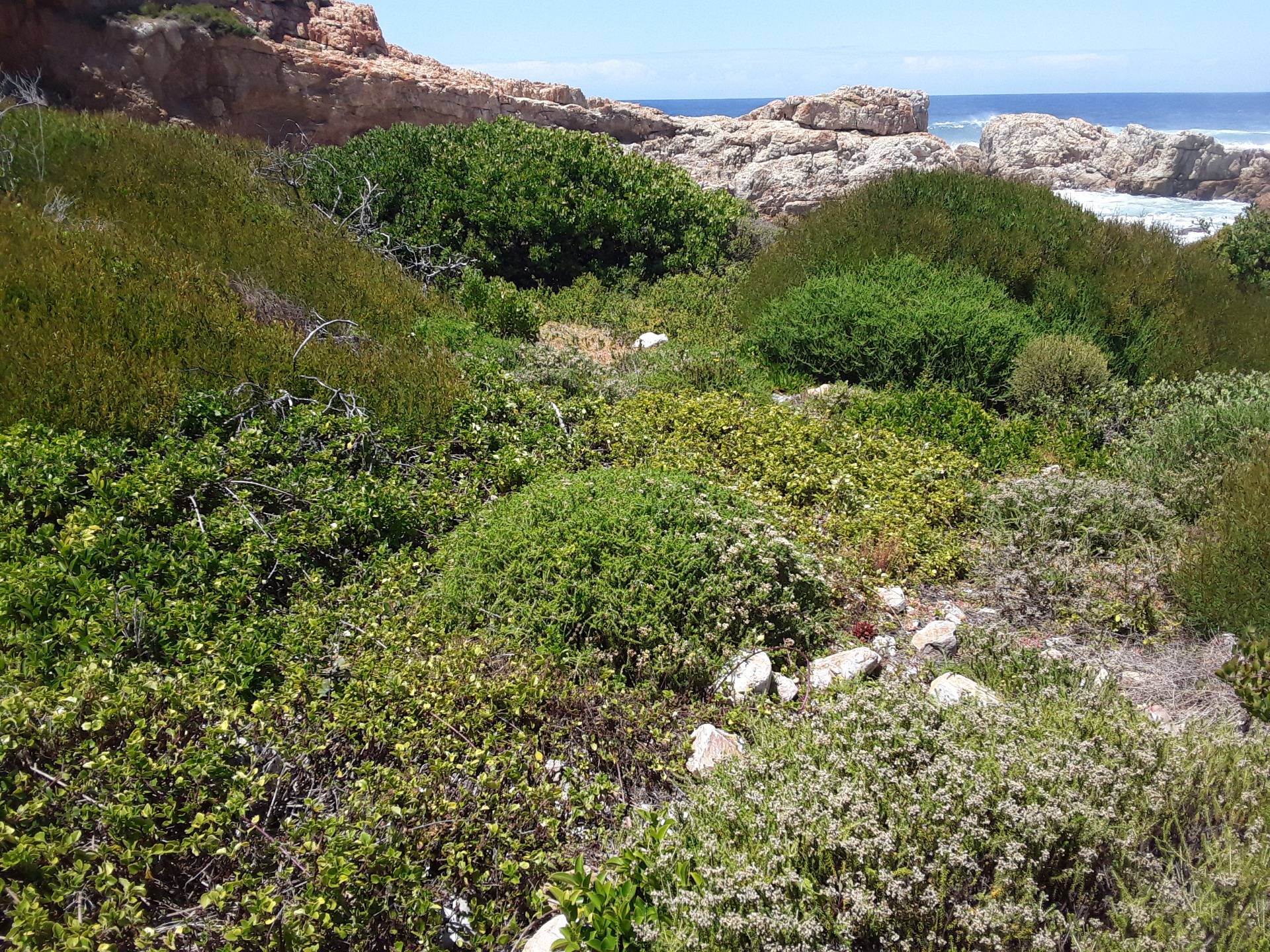Lush vegetation making the shoreline more habitable