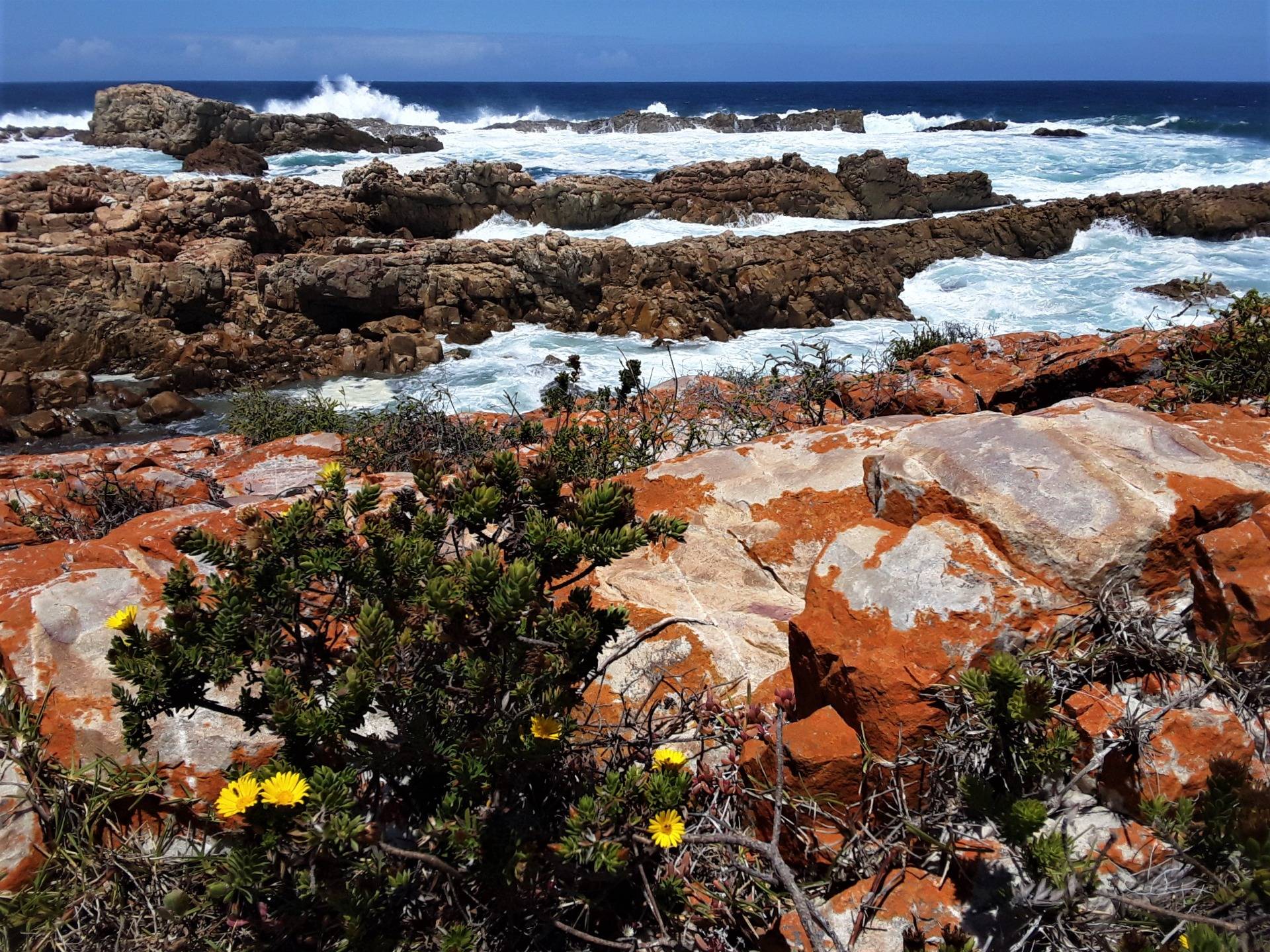 Floral rejuvenation after seasonal fires on the south coast of Africa