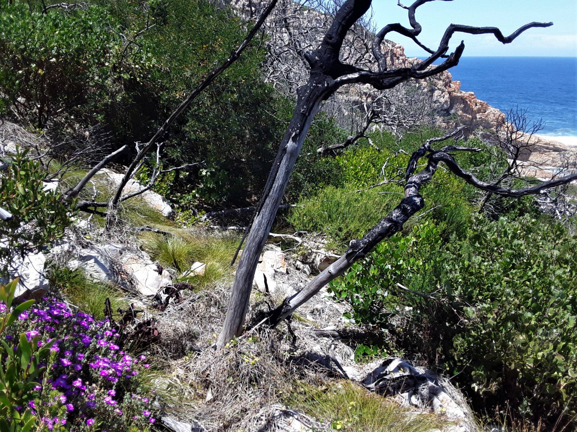 Floral rejuvenation around the remaining charred trees from the last fire five years ago