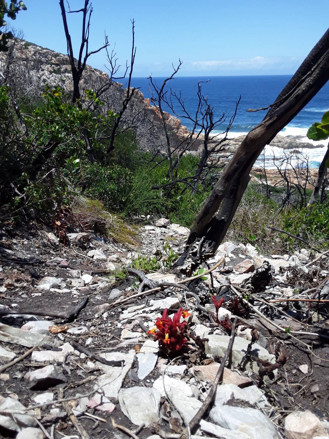 Another tenacious little local South African specimen sprouting up from the rock and ashes overlooking the Indian ocean