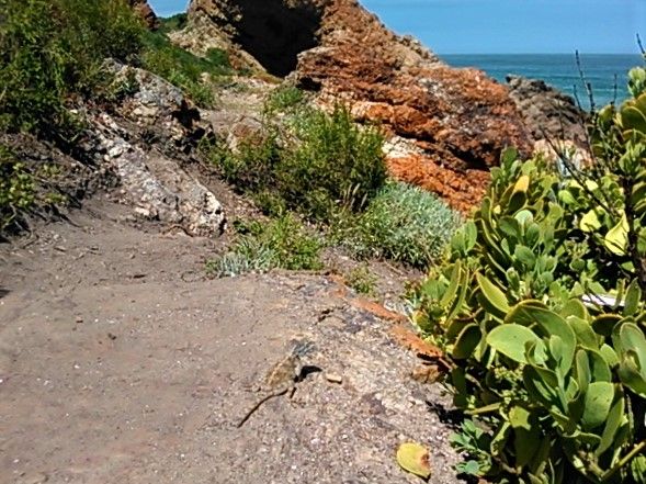 Notice the camo lizard in the foreground, like a prehistoric dinosaur amid the indigenous vegetation.