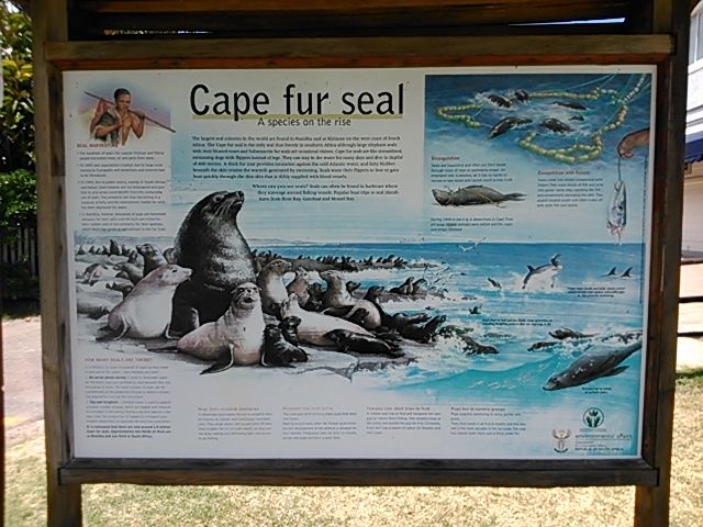 Those region hosts a seal colony and is an ancient roaming ground of the original first people called the Cape Khoi or ”bushman” indigenous nomads