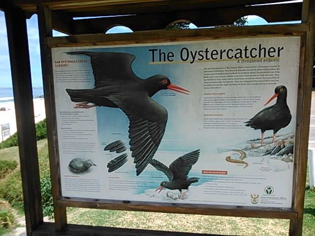 Some info at the car parking lot at Enrico’s which provides insight into the endangered Oystercatcher of this region
