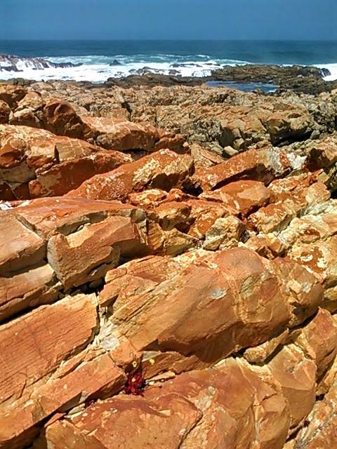 Epic ochre rocky landscape at the shoreline with tenacious indigenous succulent in the foreground.