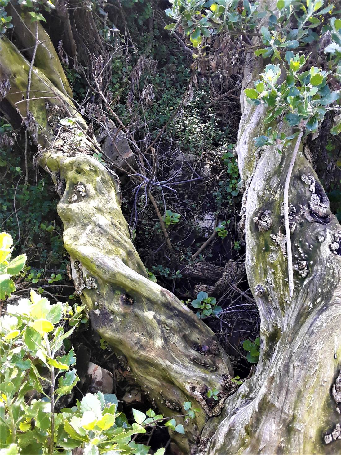 Exotic twist in the trunk of this indigenous fynbos tree, stunning impression