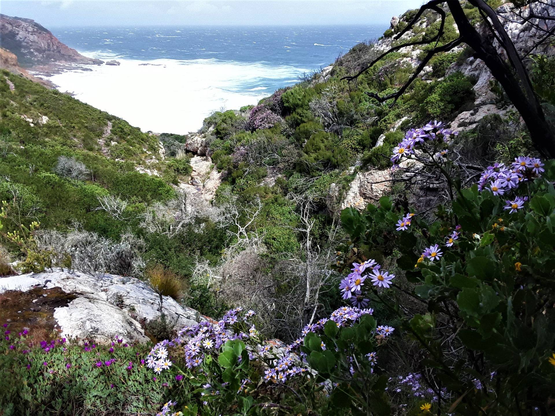 Flowers of the Cape south coast
