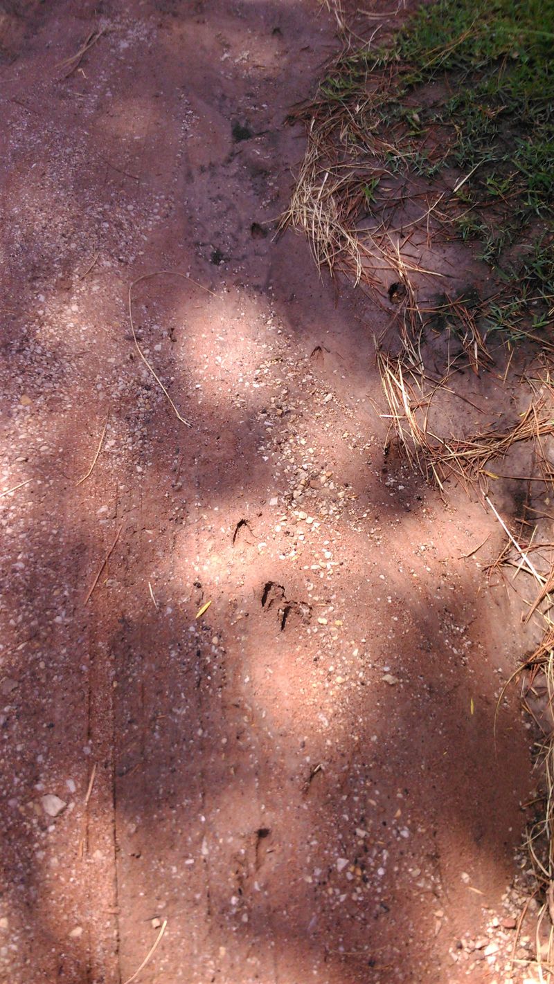 footprints of some indigenous local deer that wonder along these shorelines