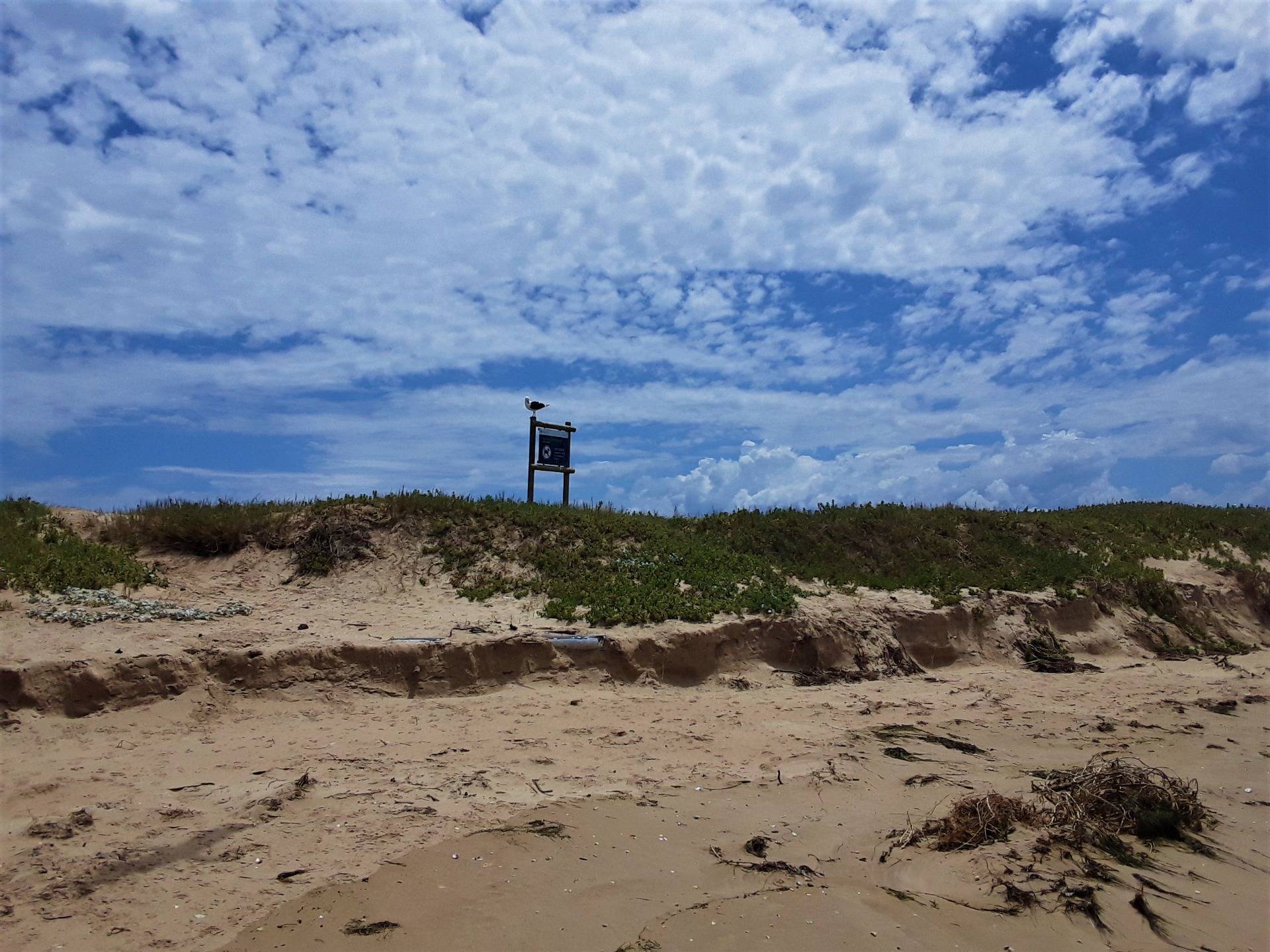 Bird sanctuary and breeding ground on the dunes outside Plettenberg Bay town.