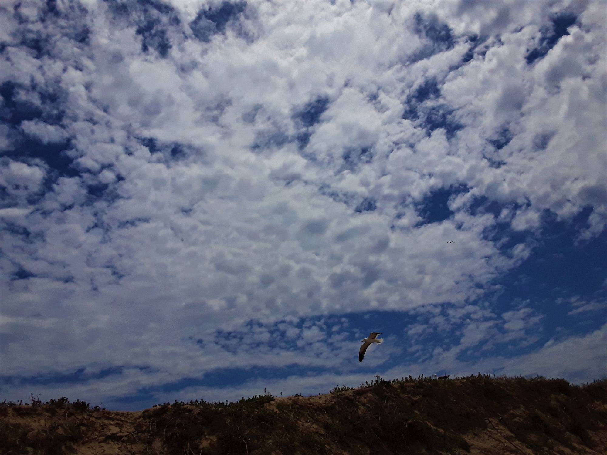 Spaced-out cloud spotting at the breeding dunes of our feathered flock