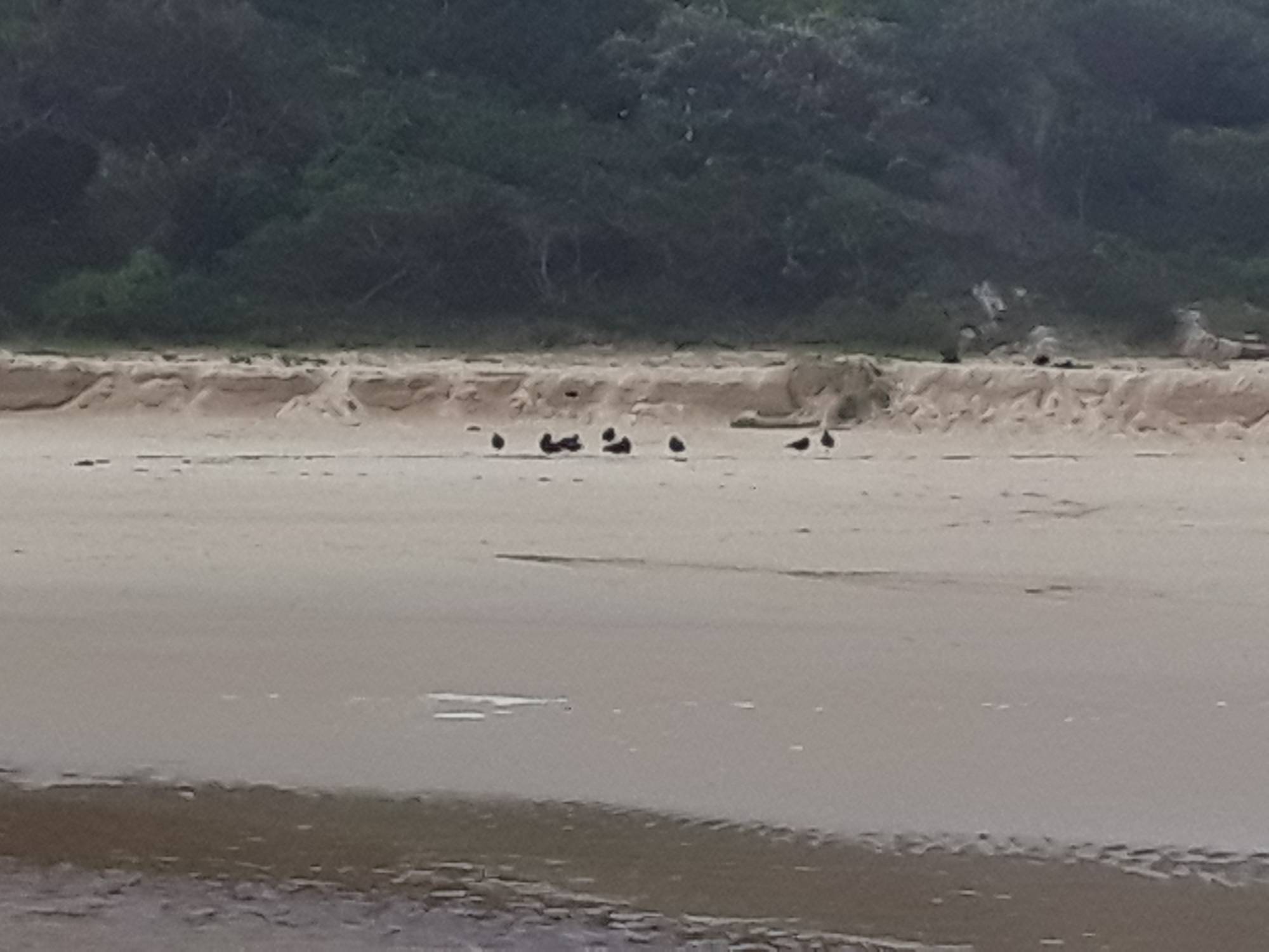 A rare sighting to see so many of the Oystercatchers together
