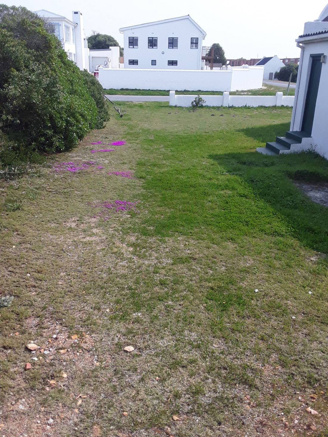 Indigenous pink flowers as ground cover beside the deserted houses and lanes of Arniston village.
