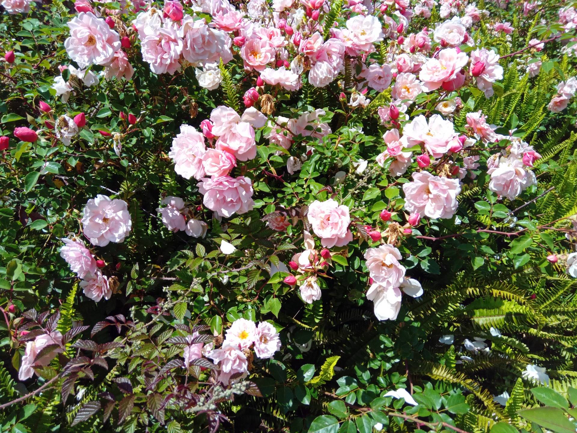 Wild rose bush with exquisite pink shade and exhilarating floral aroma that fills the air all around.