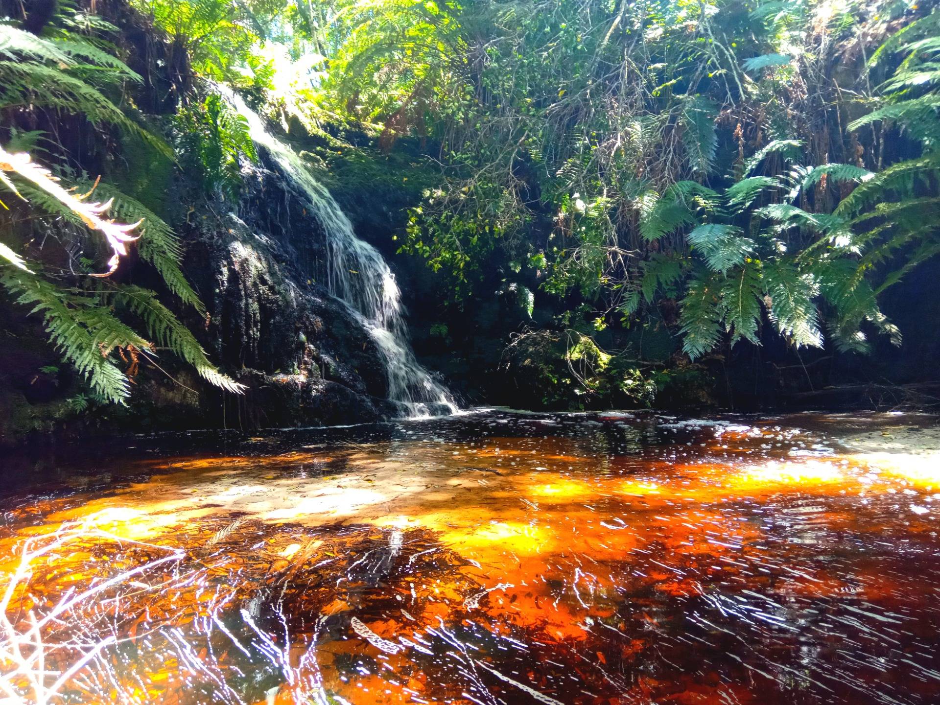 Pools of gold, Knysna forest hike - South coast of Africa