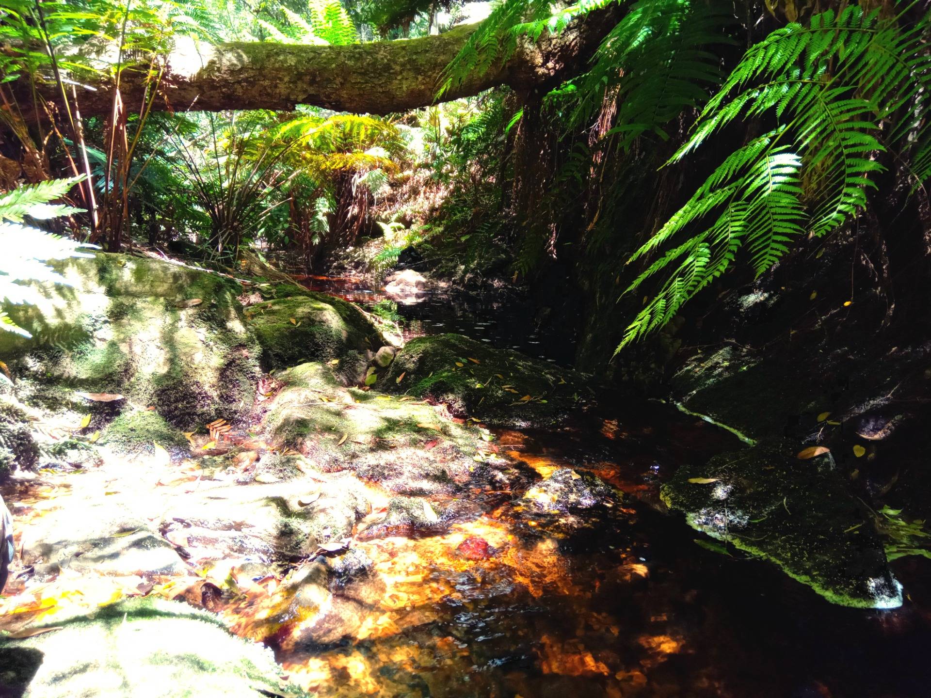 Golden streams surrounded by lush indigenous vegetation.