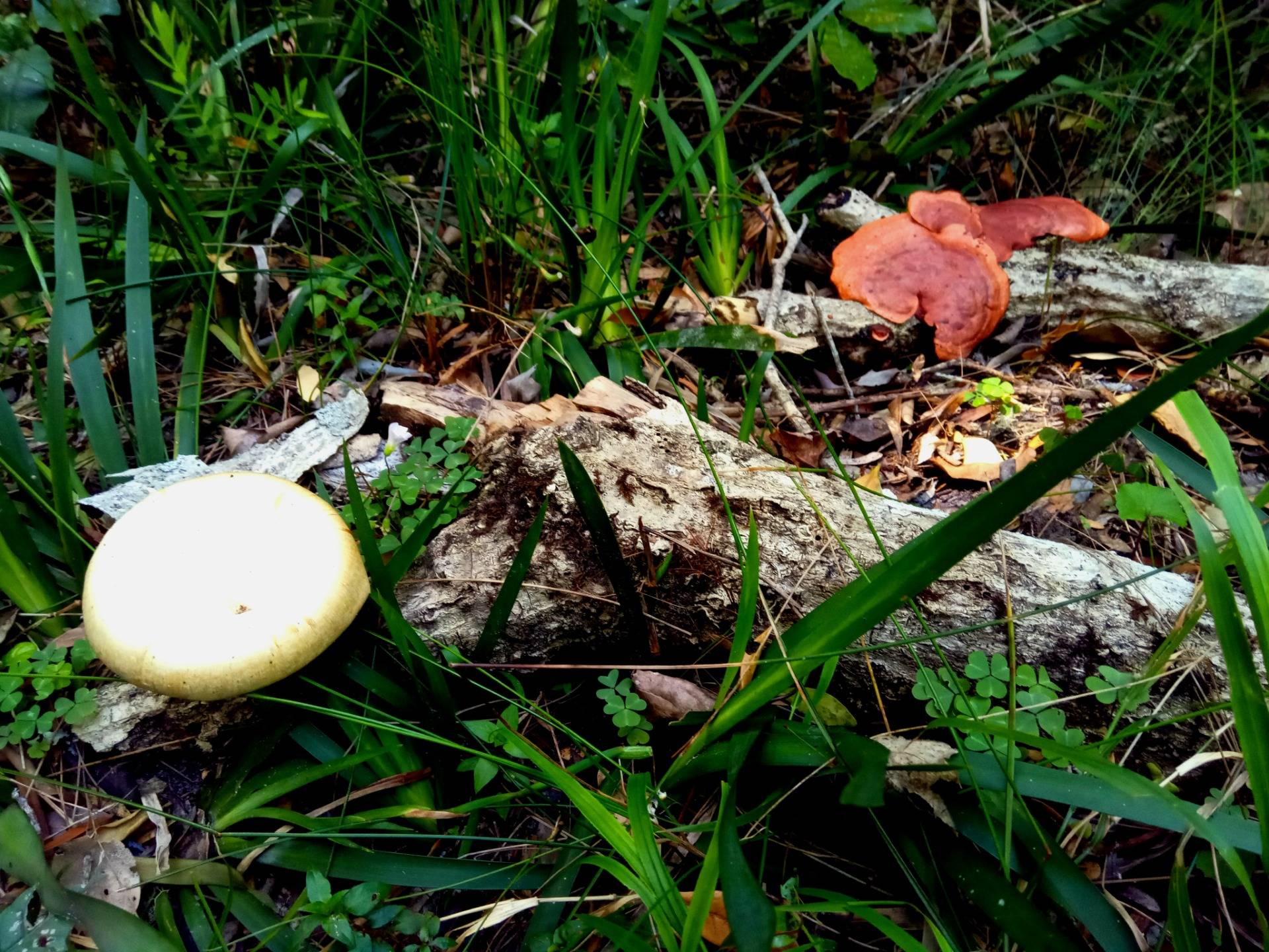 Two types of mushroom. A sign of good forest health.