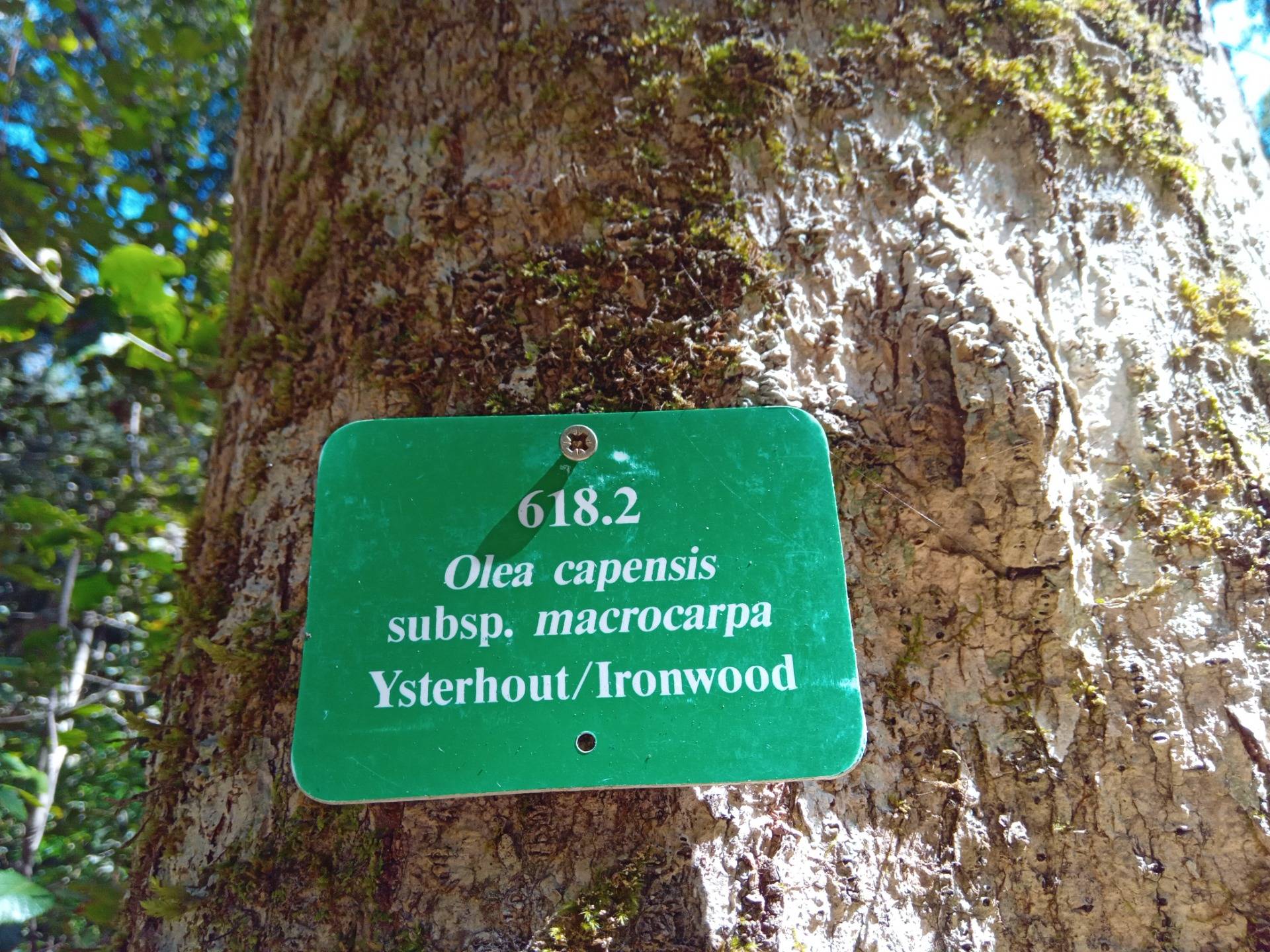 Indigenous Iron wood tree labeled for educational purposes.