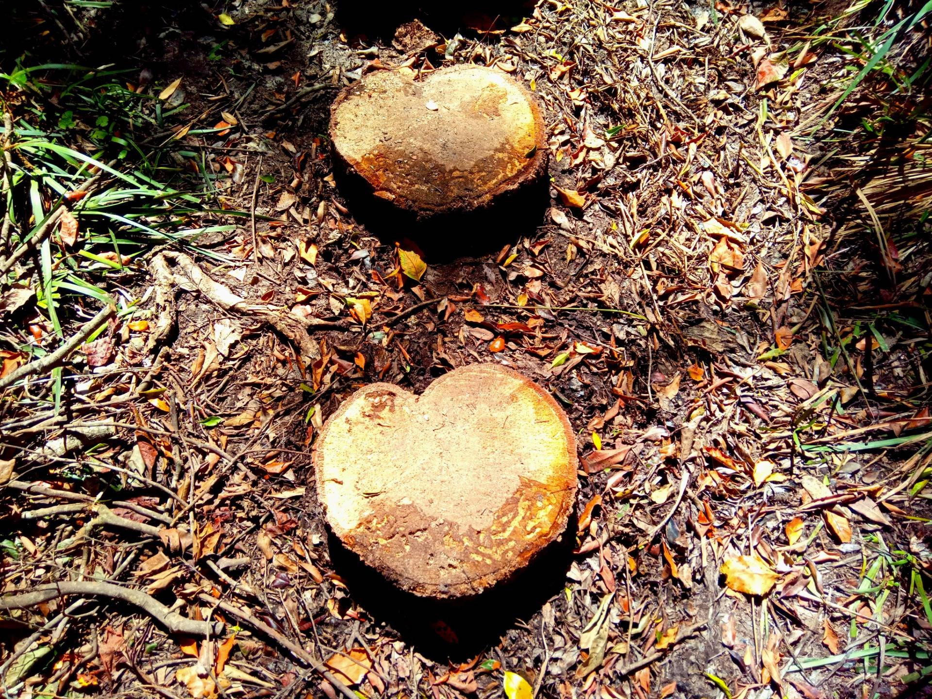 Hearts of gold at the best of the Knysna Forest. Made from cut logs.