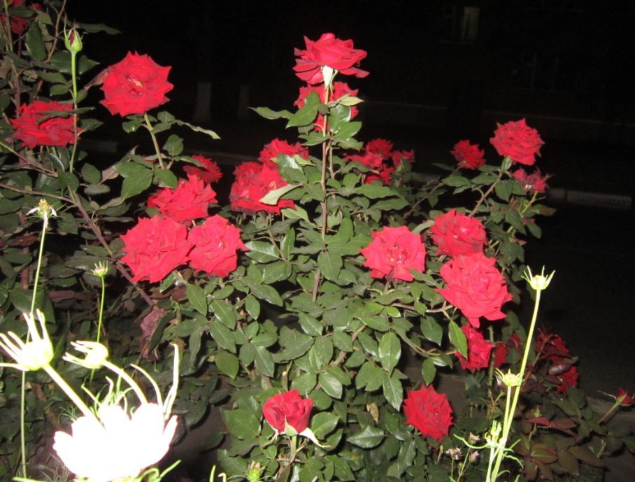 The beauty of autumn roses