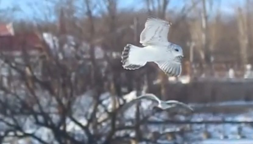 Black Sea in winter on the Odessa coast