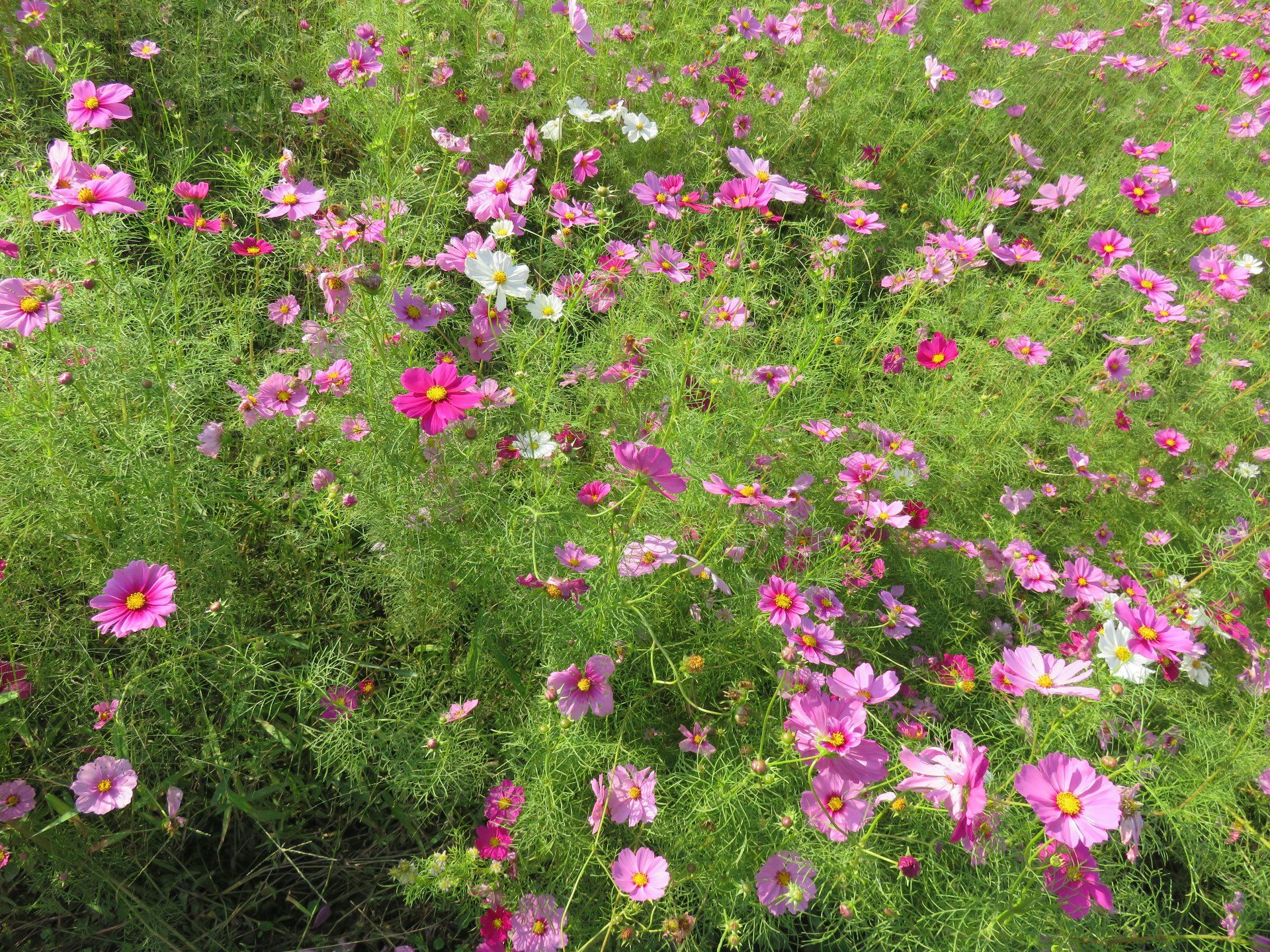 Cosmos  Flower Festival