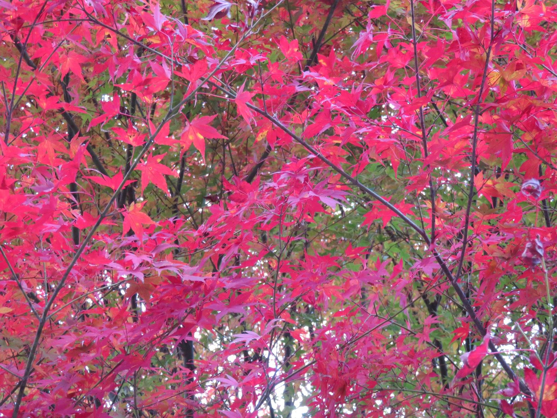 Umegashima Autumn leaves