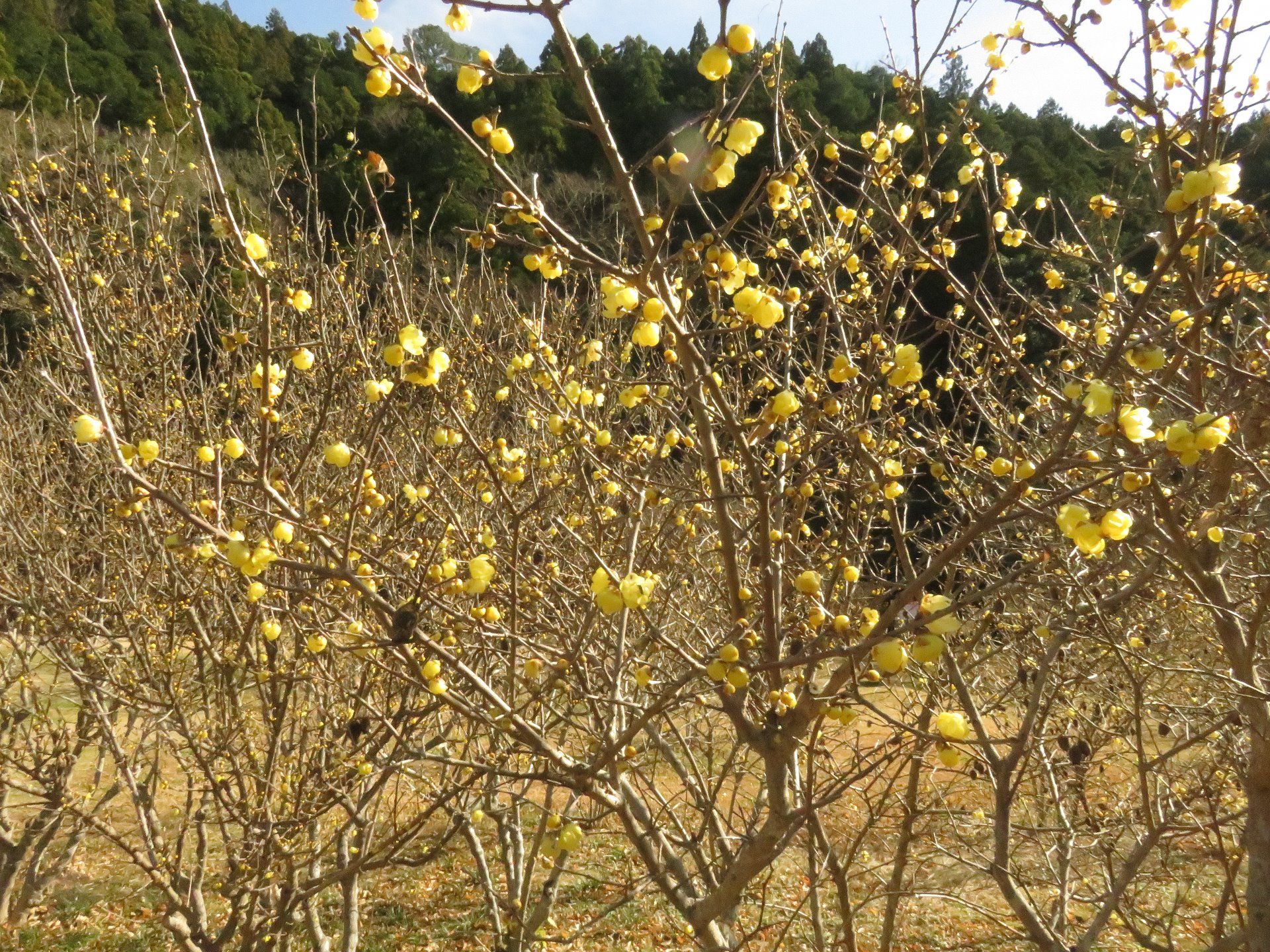 Hamamatsu Hatsumoude and Roubai