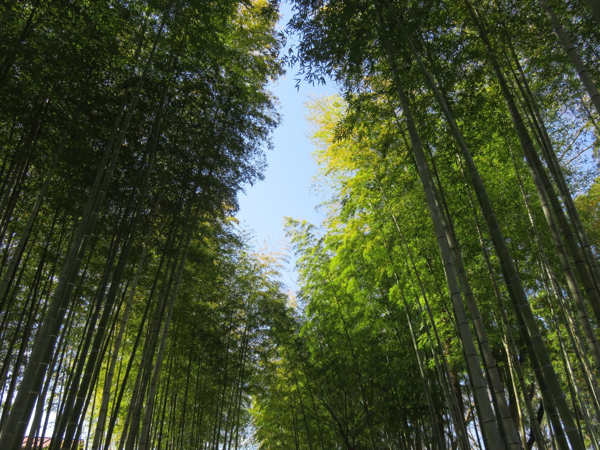Day out in Shuzneji, Izu