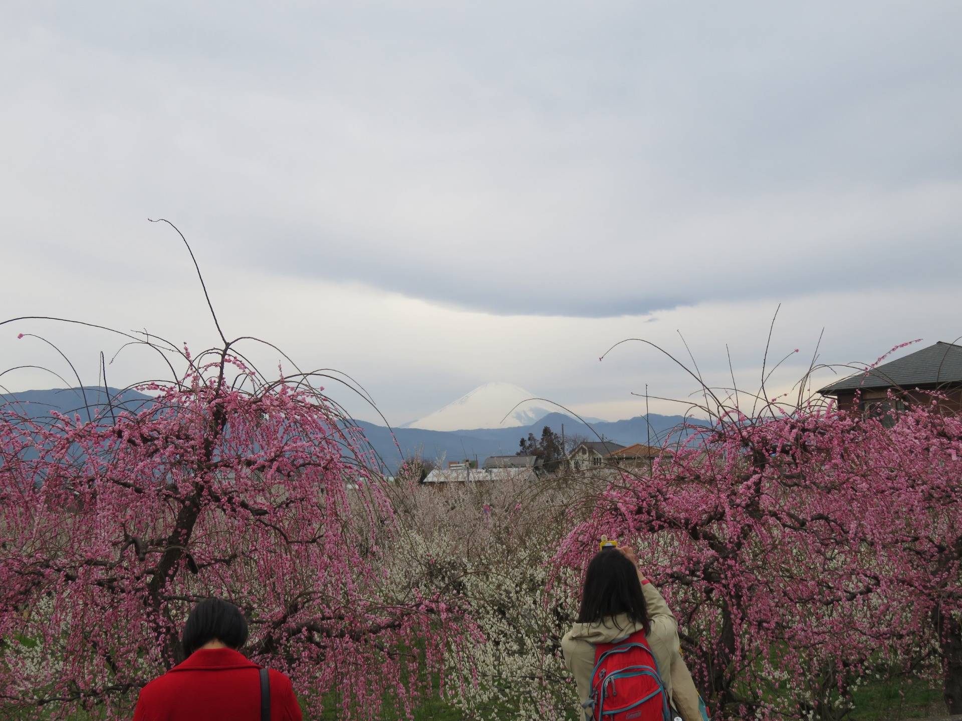 Odawara Plum Blossoms