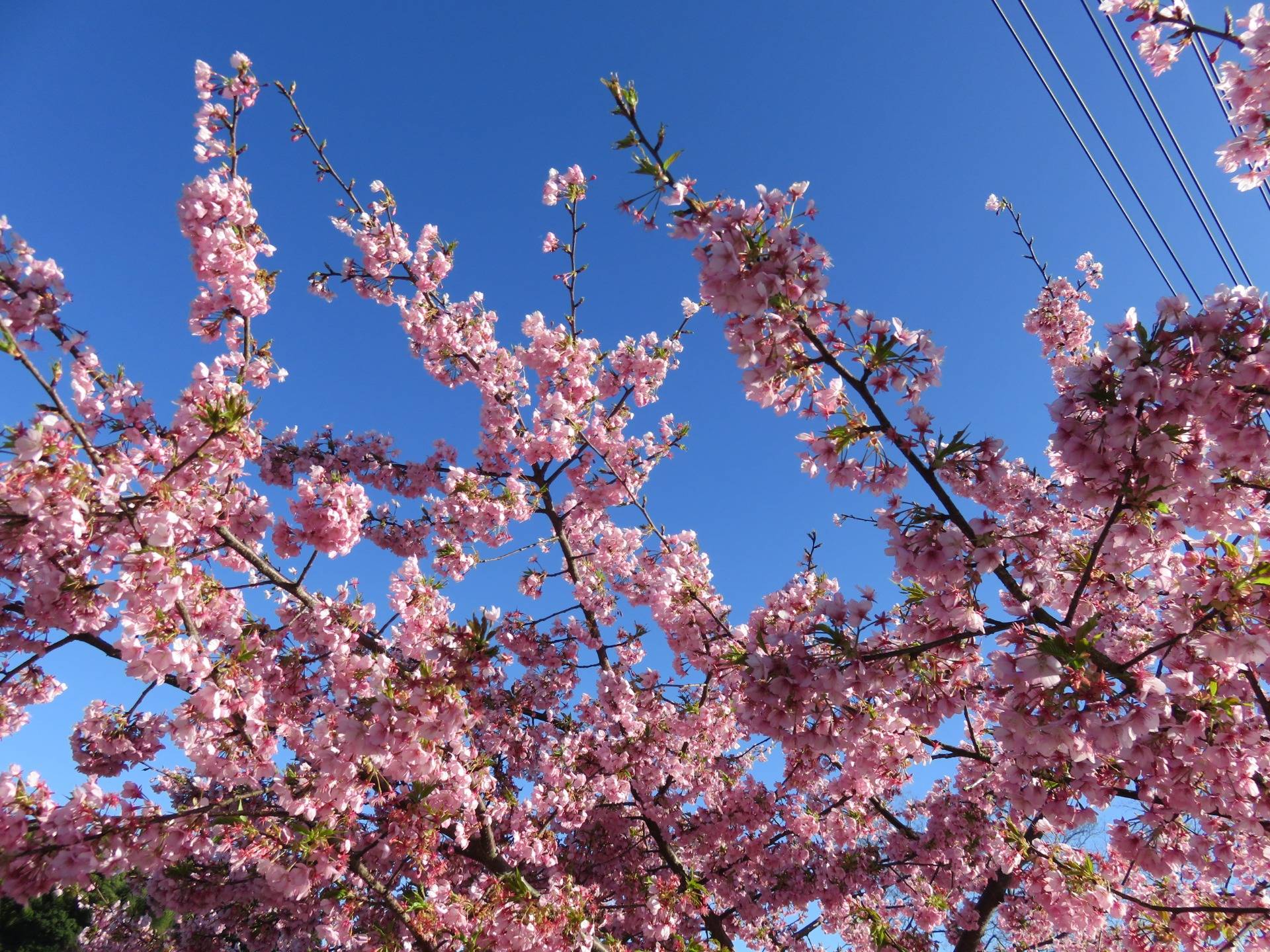 Early Cherry Blossoms Festivals Cancelled due to Corona Virus.
