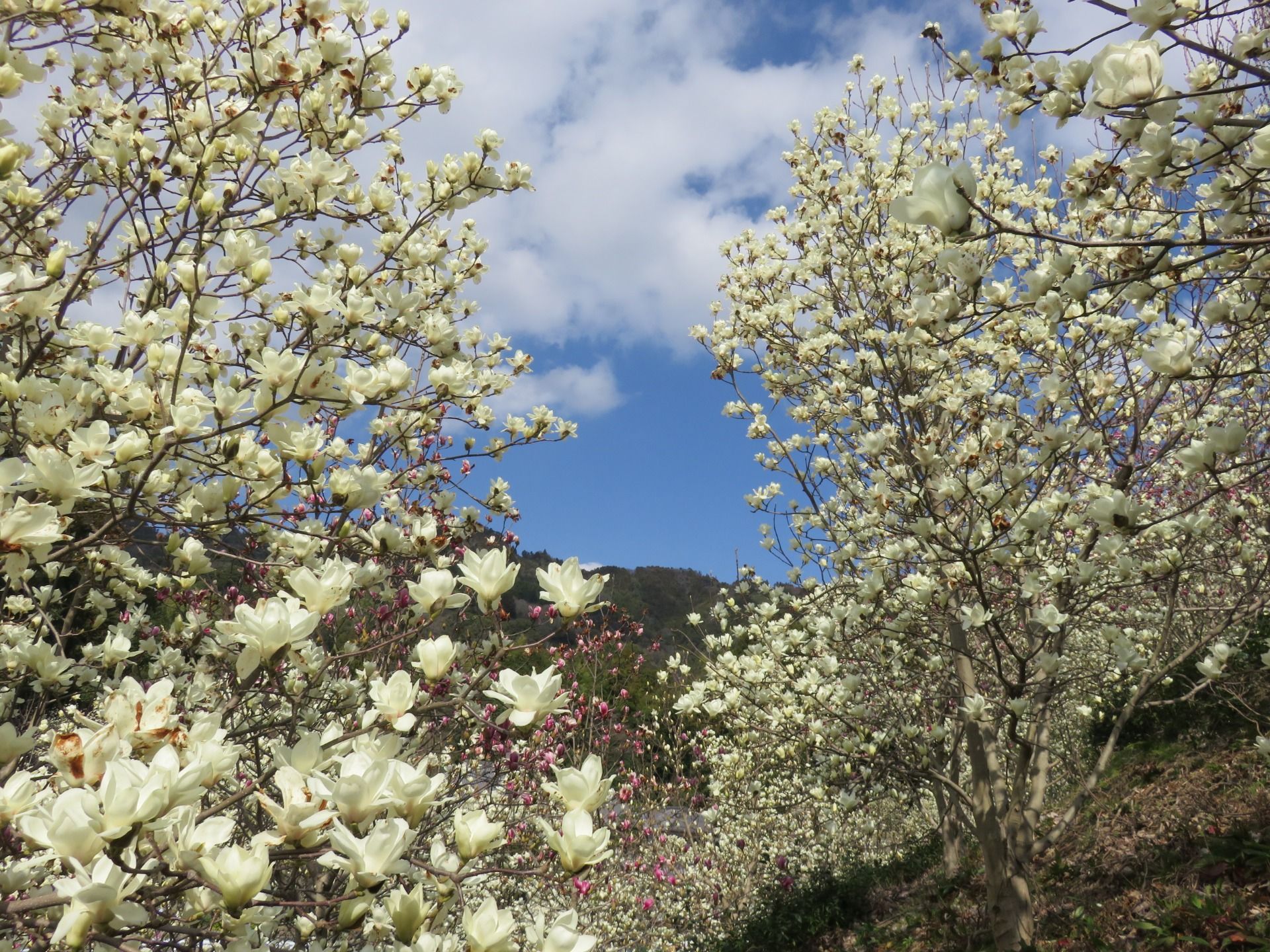 Japanese Magnolia Festival