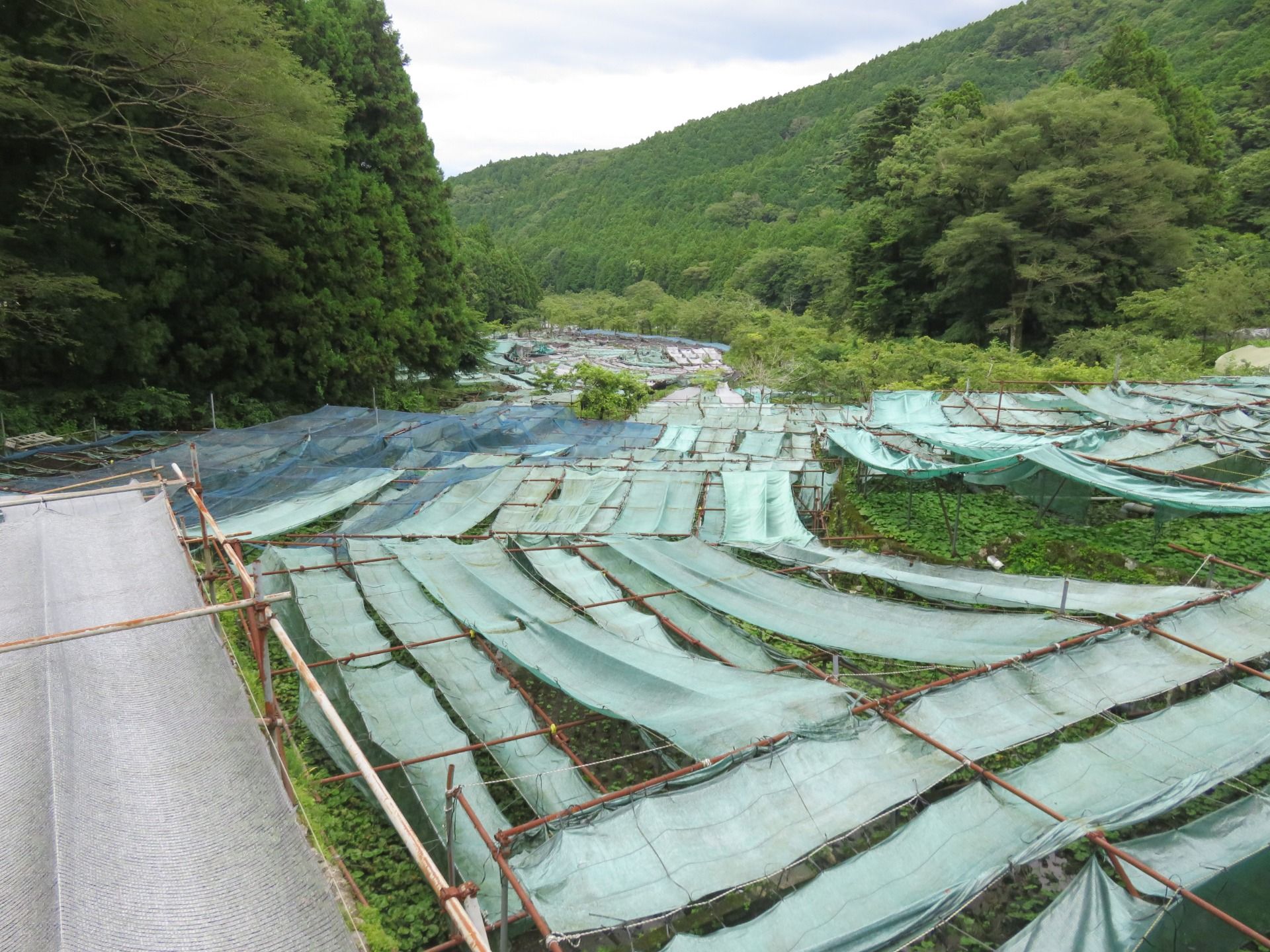 Sometimes plastic is used to shade the plants