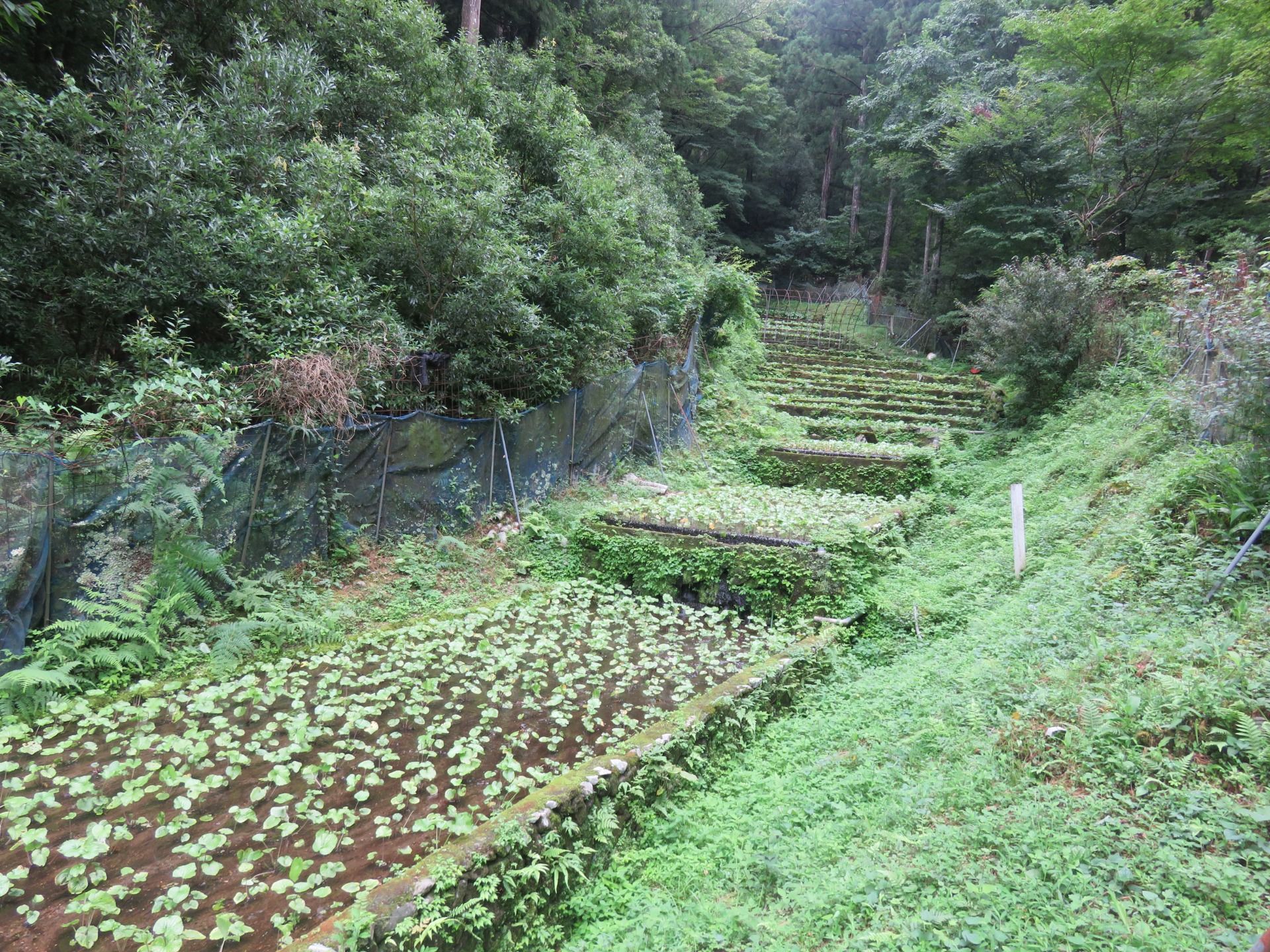 More tributary streams of wasabi and water running into the main river.