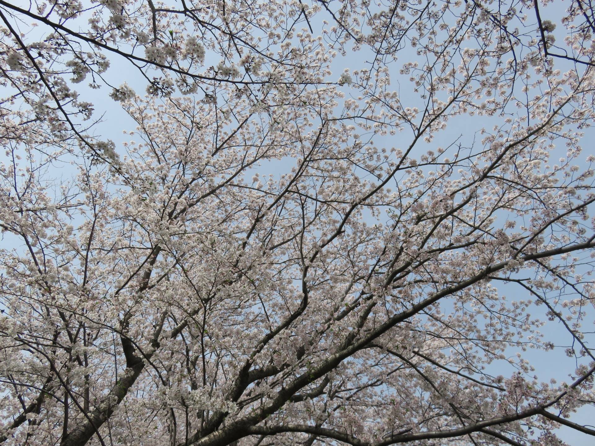 Cherry Blossoms in Numazu and Izunokuni
