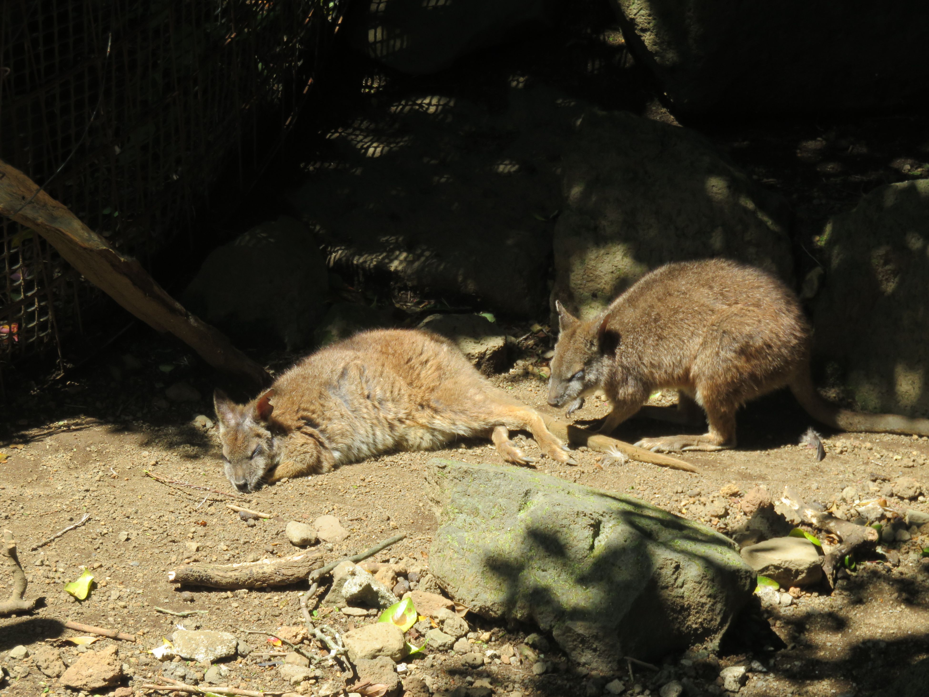 Cactus Park in Izu, Japan