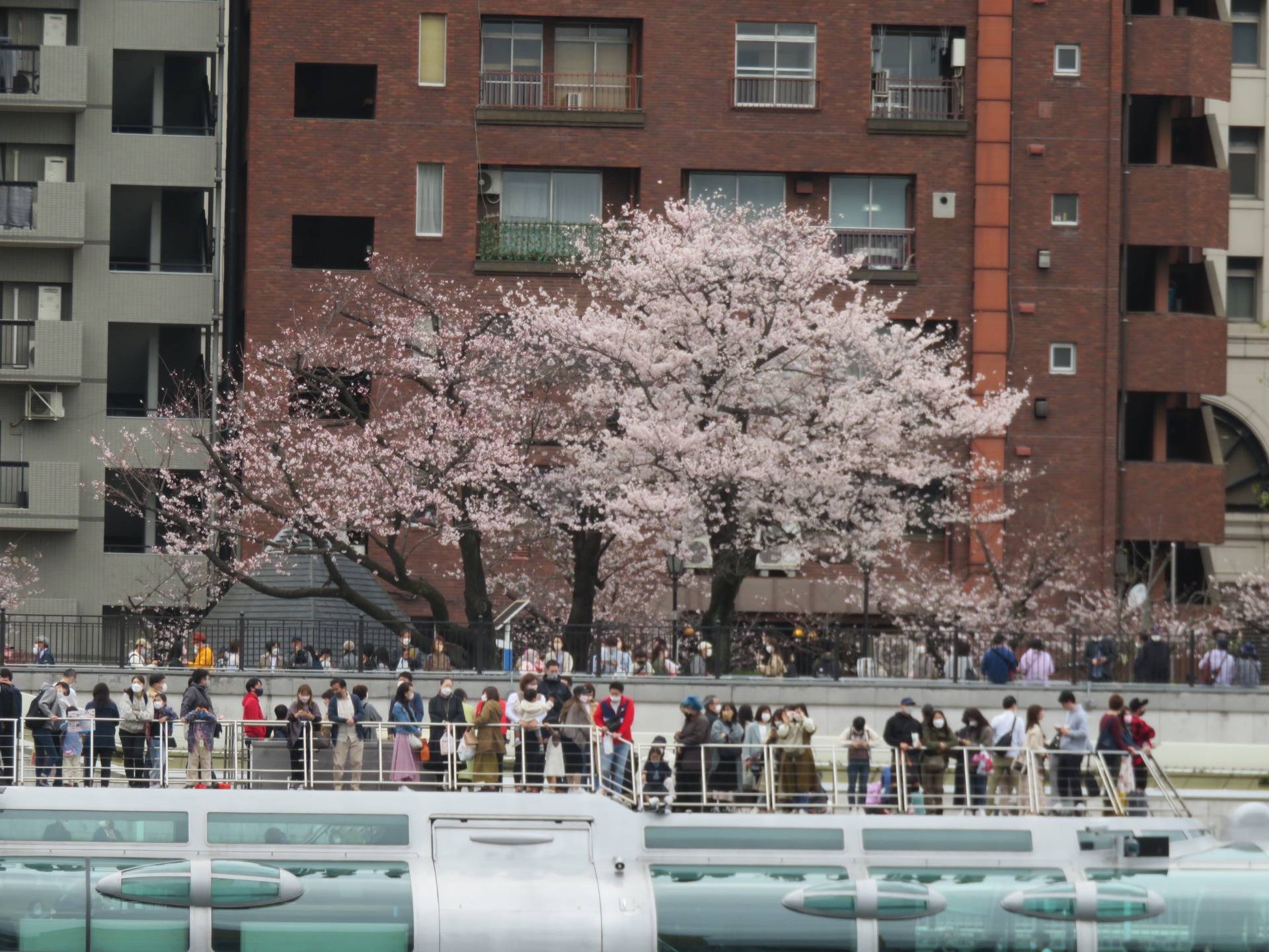 Some Tokyo Cherry Blossoms.
