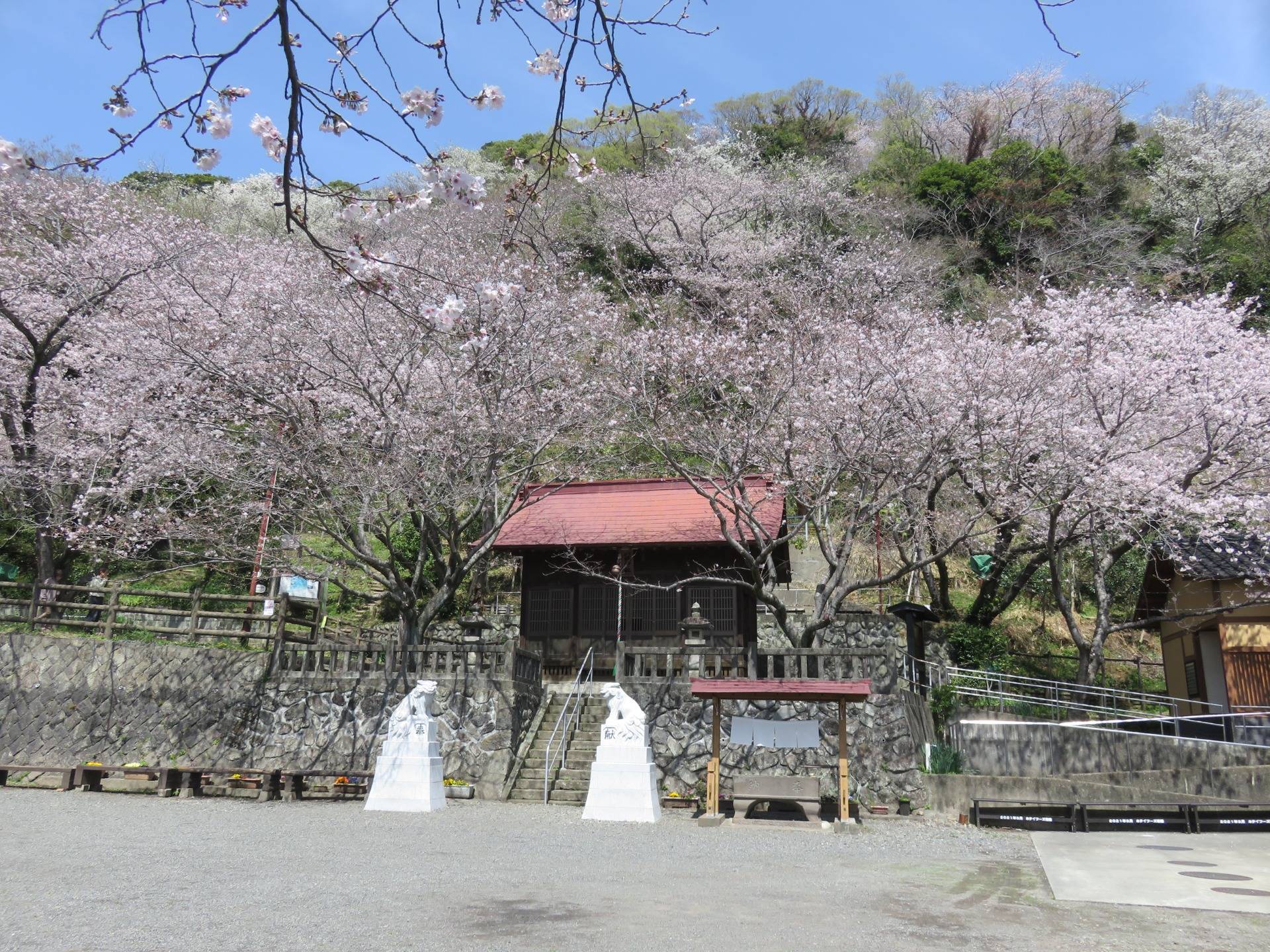 This is Yasaka Shrine, the main cherry blossom area in Kanbara.
