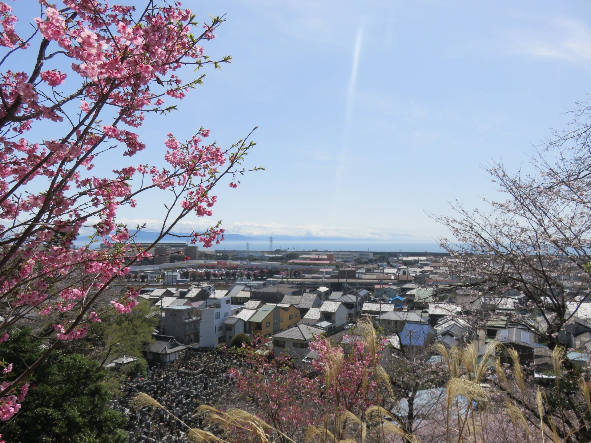 The park above the shrine is dotted with cherry trees and views looking across to the Izu peninsula.