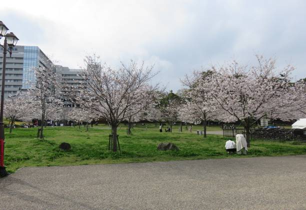 Some Shizuoka City Cherry Blossoms.