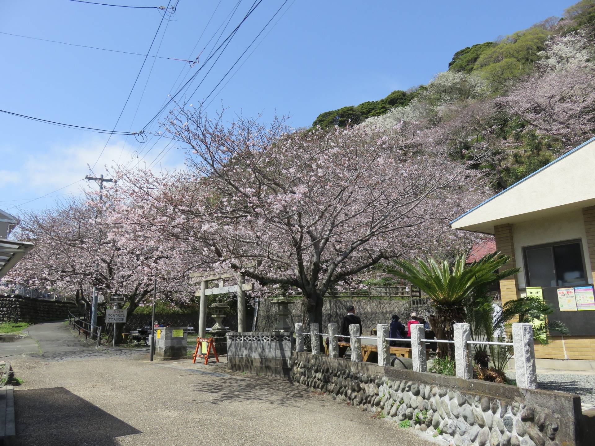 Some Shizuoka City Cherry Blossoms.