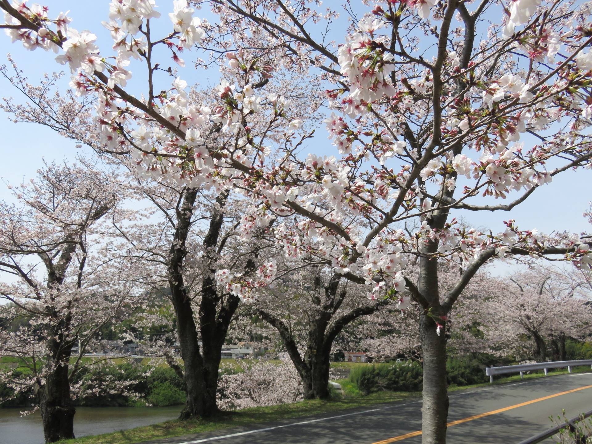 Some Japanese Cherry Blossoms in Izu.
