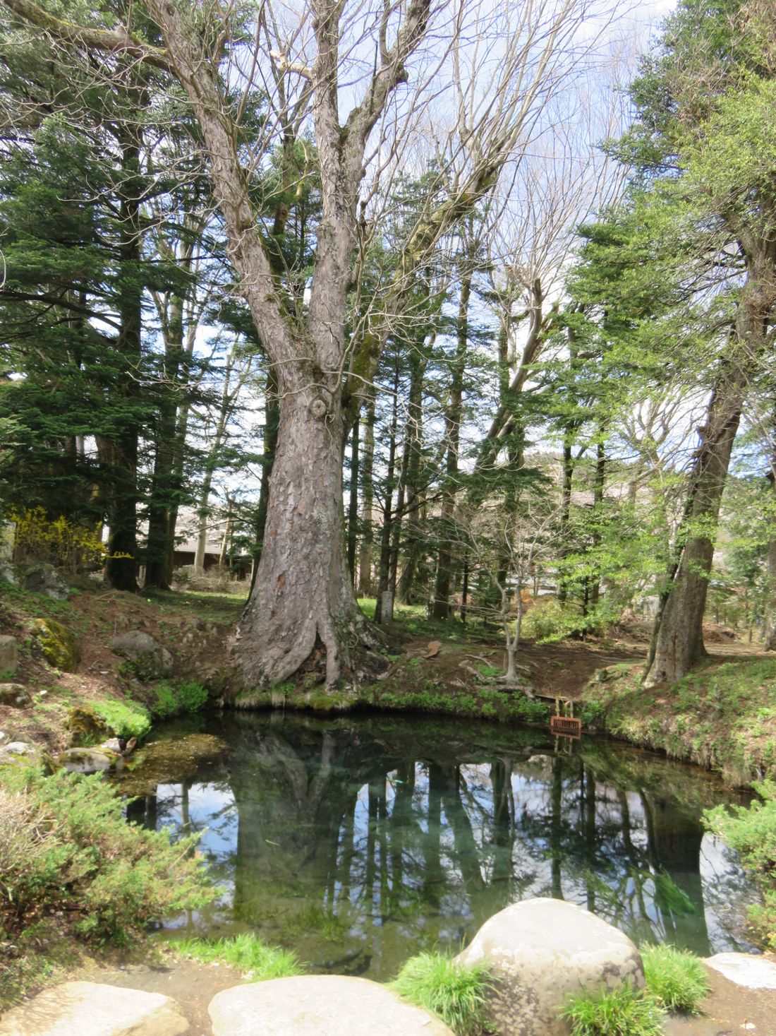 One more of the ponds in the museum grounds