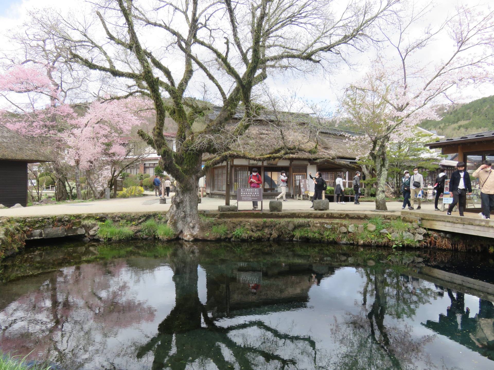 The rest of the ponds are right in the middle of Oshino