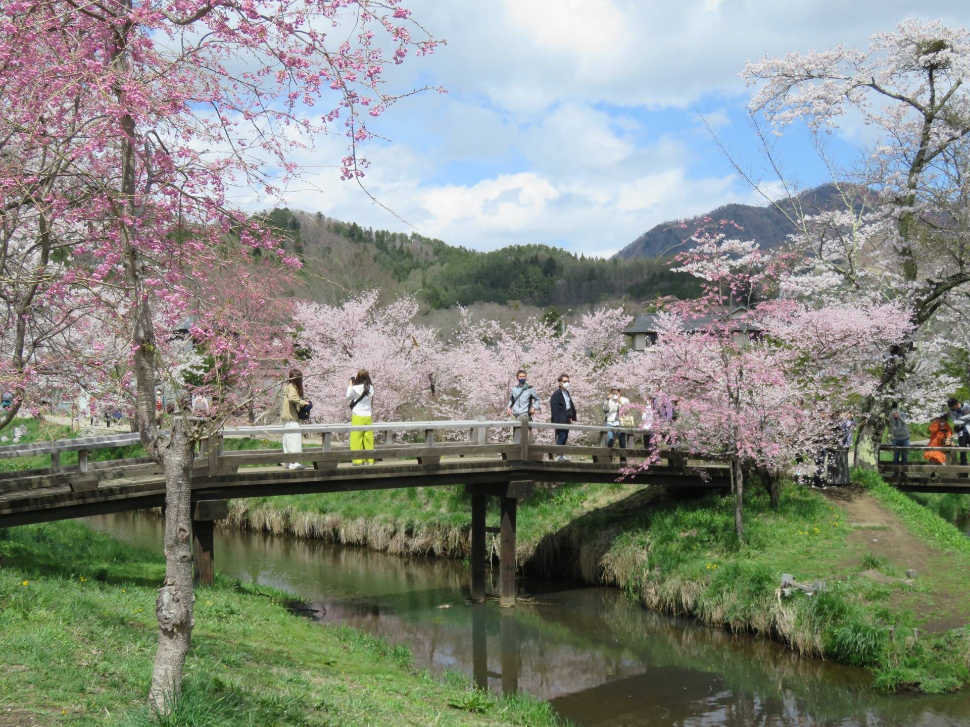 Oshino Village 8 ponds and cherry blossoms.